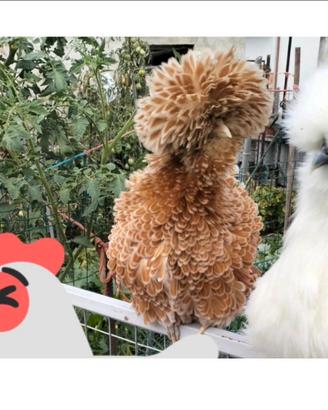 Galline ornamentali