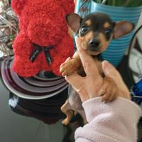 Cuccioli pinscher nano