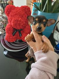 Cuccioli pinscher nano