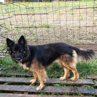 Taigo, meticcio da pastore