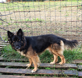 Taigo, meticcio da pastore