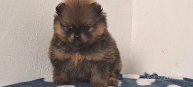 Feminuccia spiz pomerania