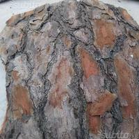 Corteccia di pino