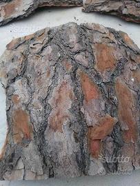 Corteccia di pino