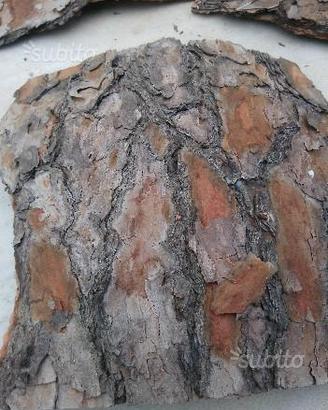 Corteccia di pino