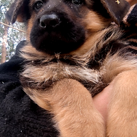 Cuccioli di pastore tedesco