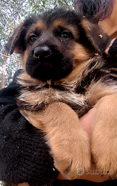 Cuccioli di pastore tedesco
