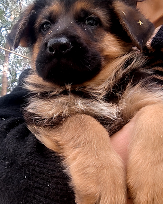 Cuccioli di pastore tedesco