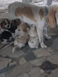 Cuccioli di beagle