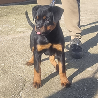 Rottweiler cucciola