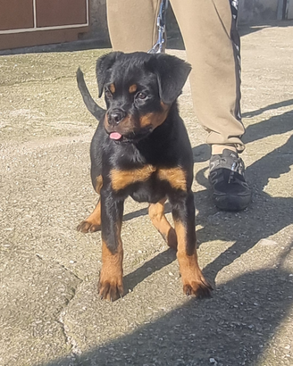Rottweiler cucciola