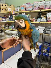 Ara ararauna da imbecco