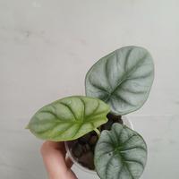 Alocasia Silver dragon 