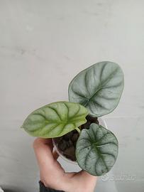 Alocasia Silver dragon 