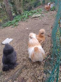 Gallo moroseta fulvo