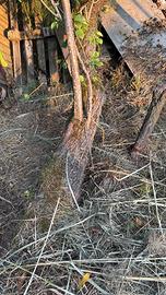 Legna Albero gratis per te