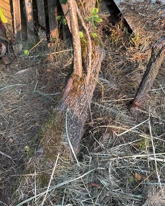 Legna Albero gratis per te