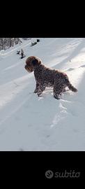 Lagotto romalo