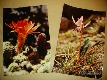 Fotografie Macro Fiori