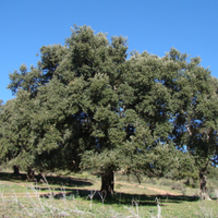 quercia (Quercus suber L.)