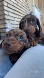 Cuccioli di bassotto