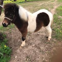 Mini pony maschio