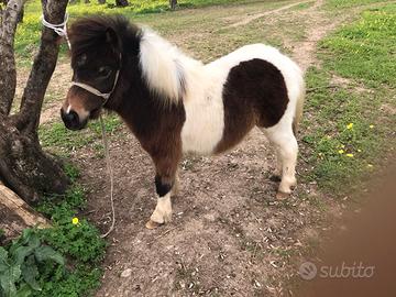 Mini pony maschio