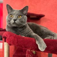 Splendido Certosino con Pedigree per Accoppiamento