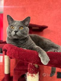 Splendido Certosino con Pedigree per Accoppiamento