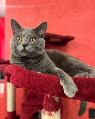 Splendido Certosino con Pedigree per Accoppiamento