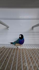 Diamanti del gould