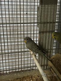 Cocorite black face ed altri parrocchetti