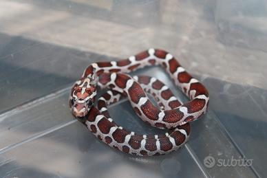 Serpenti del grano - Micro-scaleless