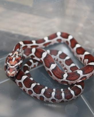 Serpenti del grano - Micro-scaleless