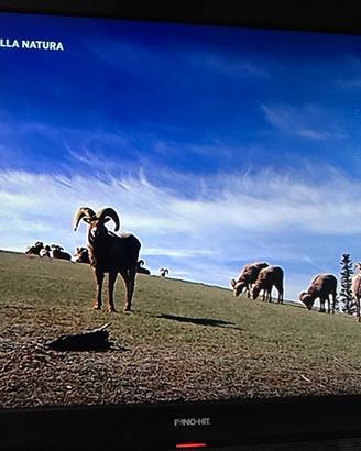 Tv Inno Hit