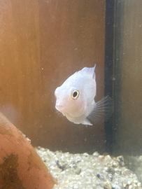 Ciclide snow polar parrot