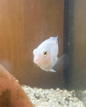 Ciclide snow polar parrot