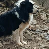 Border Collie adulti in adozione pedigree