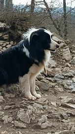 Border Collie adulti in adozione pedigree