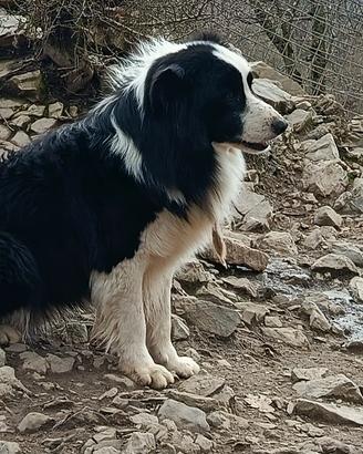 Border Collie adulti in adozione pedigree