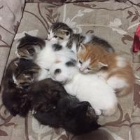 Gattini