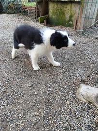 Cuccioli di Border Collie
