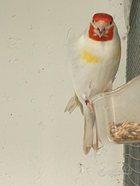 Cardellini Mayor e tschusii