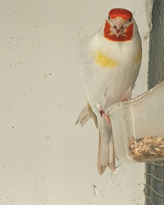 Cardellini Mayor e tschusii