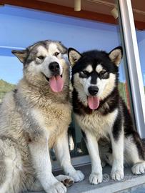 Splendidi cuccioli di Alaskan Malamute