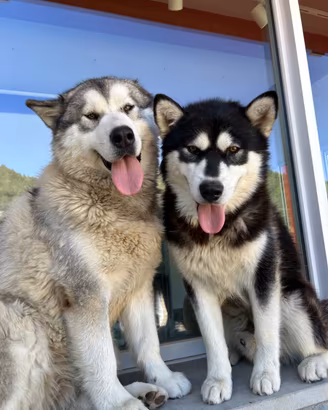 Splendidi cuccioli di Alaskan Malamute