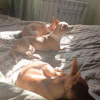 Cucciolo di Chihuahua