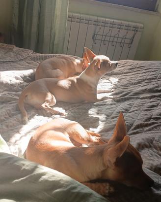 Cucciolo di Chihuahua