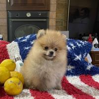 Cuccioli spitz nano Pomerania