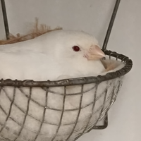 Canarini Bianco recessivo